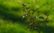 Rising Rose Wallpaer