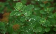 Dew on Leafs Wallpaer