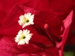 Flowers Emoticons Wallpaer