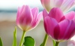 Tulips in Spring Wallpaer