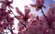 Magnolia Wallpaer