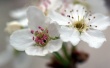 Two Blossoms Wallpaer