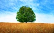Dryness Tree Wallpaer