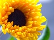 Summer Flower Wallpaer