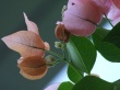 Pink Green Wallpaer