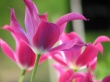 Open Tulips Wallpaer