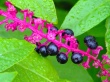 Wild Laurels Wallpaer