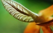 Ear Leaf Wallpaer