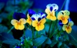Pansies Wallpaer
