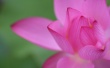 Pink Wisp Flower Wallpaer