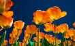 Affectionate Tulips Wallpaer