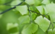 Ghost Leaves Wallpaer