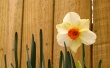 Easter Daffodil Wallpaer