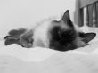 cat Wallpaer