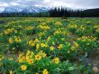 Yellow Hill Flowers Wallpaer