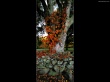 Autumn tree Wallpaer