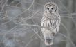 Owl in a tree Wallpaer