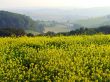 Yellow meadow Wallpaer