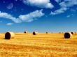 Golden field Wallpaer