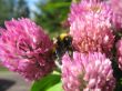 Busy bee Wallpaer