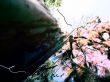 Abstract tree Wallpaer
