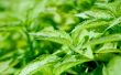 Fresh green leaves Wallpaer