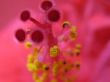 Pink Flower Wallpaer