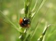 Ladybird Wallpaer