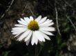 White Flower Wallpaer