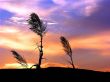 Sunset over grass Wallpaer