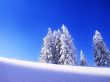 Frozen trees Wallpaer