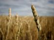 Crop field Wallpaer