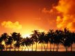 Sundown over palms Wallpaer