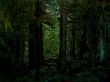 Dark forest Wallpaer