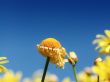 Spring flower Wallpaer
