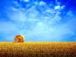 Summer hay field Wallpaer