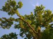 Imposing tree Wallpaer