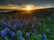 Flowers in the field Wallpaer