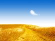 Summer golden field Wallpaer