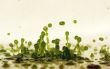 Green drops Wallpaer