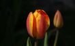 Buds Wallpaer