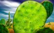 Cactus Wallpaer