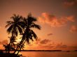 Palms and sunset Wallpaer