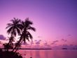 Pink sunset Wallpaer