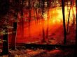 Red sunset Wallpaer
