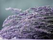 Nice violet flowers Wallpaer