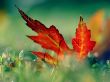 Red leaf in the grass Wallpaer