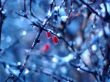 Frozen fruits in winter Wallpaer