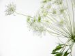 Nice white flowers Wallpaer