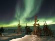 Aurora over trees Wallpaer